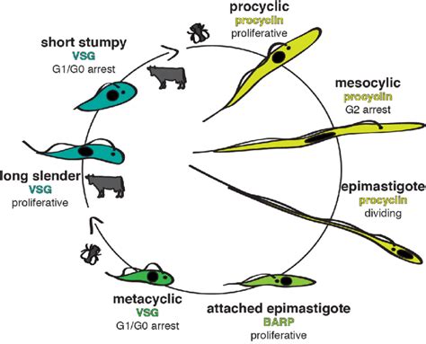 the parasite cycle of trypanosoma brucei the major mammalian download scientific diagram