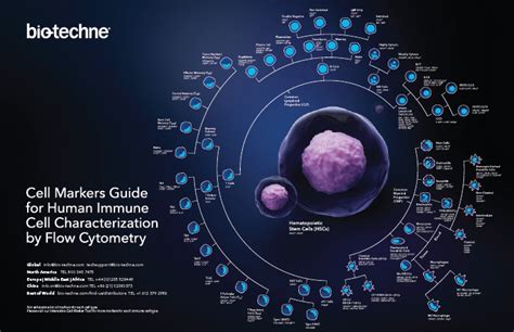 Cell Markers Guide For Human Immune Cell Characterization