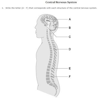 The nervous system consists of the central and the peripheral nervous system. Nervous System Worksheet Pack with Diagrams by Help ...