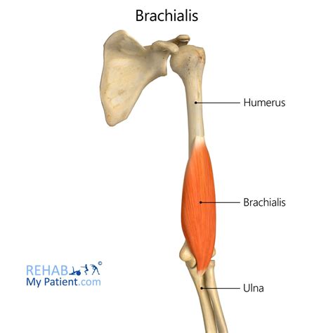 Brachialis Rehab My Patient