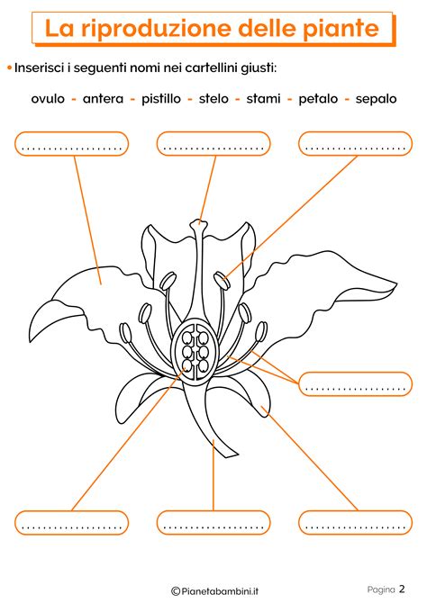 La Riproduzione Delle Piante Schede Didattiche Per La Scuola Primaria