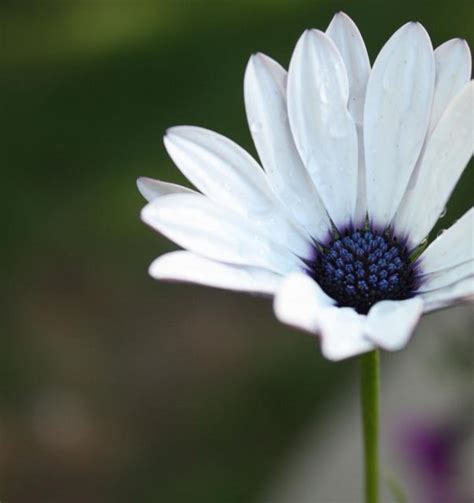 White Daisy With Purple Center Hi Res 720p Hd