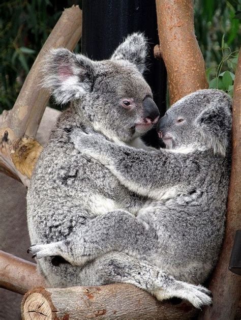 Kiss Koalas Cute Animals Baby Animals Koala