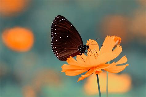 Free Download Hd Wallpaper Butterfly Cosmos Flower Depth Of