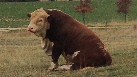 A New Legend Of Sitting Bull Is Born The Weekly Times