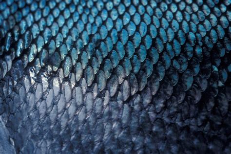 Closeup Photo Of Chum Salmon Fish Scales Sitka Alaska Doug Wilson
