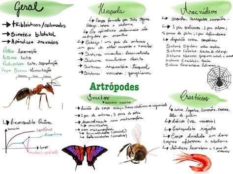 Resumo Atrópodes Artropodes Mapas mentais Mapa