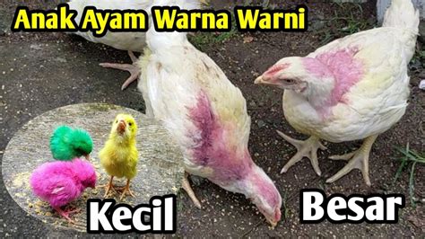Anak Ayam Warna Warni Begini Kalau Sudah Besar 😱 Anak Ayam Rainbow Lucu