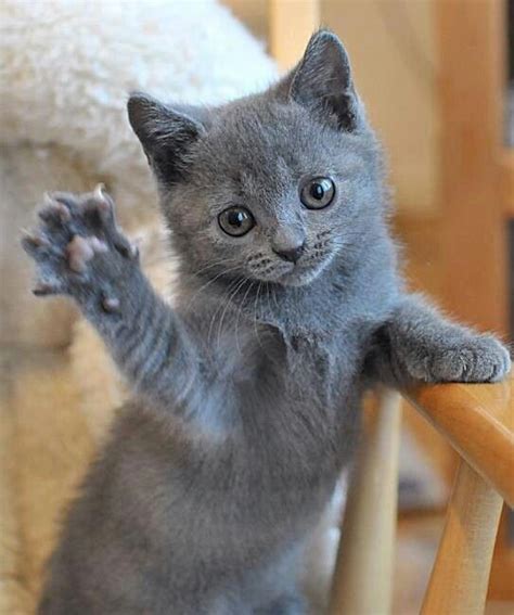 We want to offer a sincere 'thankyou' to all who have. 14 best Cute gray kittens images on Pinterest | Adorable ...