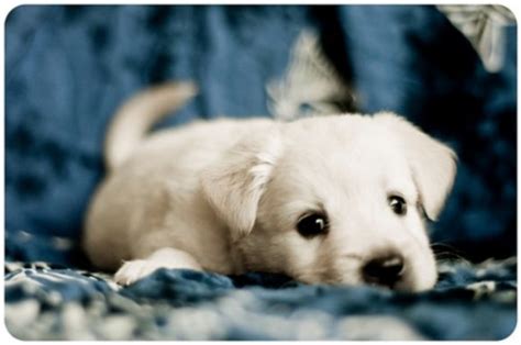 Cute Puppy Eyes That Will Melt Your Heart Cuteness Overflow