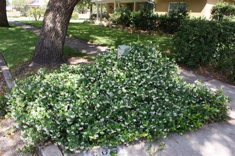 Confederate Jasmine Groundcover Under Bottle Palms Ground Cover