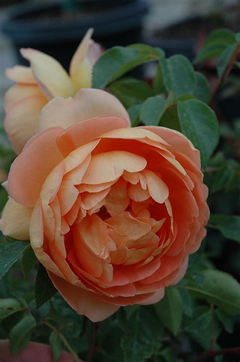 Andrew file system (afs) ended service on january 1, 2021. Pat Austin Rose (Rosa 'Pat Austin') in Issaquah Seattle ...