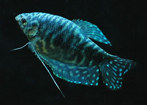 10 Ornamental Fish For Beginners