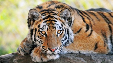 Tigre Du Bengale Au Repos Animal Sauvage Photographie Aperçu