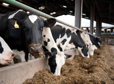 Actisaf Increases Feed Efficiency By 5 5 In High Performing Early