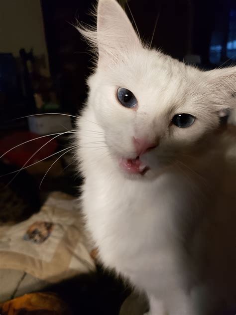 White Deaf Cats For Adoption Chrsnn