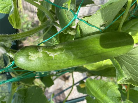 Whats Happening To Cucumbers — Bbc Gardeners World Magazine