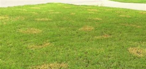 Brown Patch Fungus Is Common In Texas Lawns This Spring Its Usually A