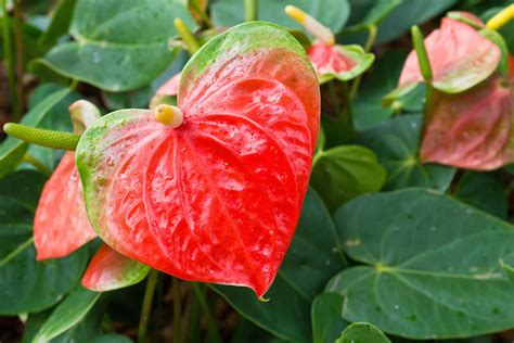 Flamingo Flower Dopabsolute