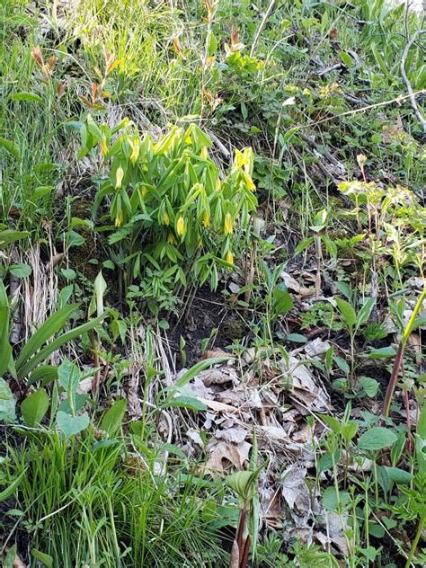Bellwort And Jack In The Pulpit Northern Michigan