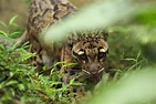 消失的部落 ( 臺灣雲豹 ) | 雲豹 Clouded leopard【學名：Neofelis nebulosa】食肉目… | Flickr
