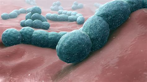 Streptococcus Pneumoniae Symptoms Prevention And Treatment