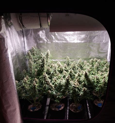 Can I Top An Auto Flowering Cannabis Plant Grow Weed Easy