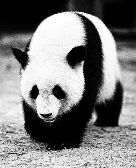 Beautiful Panda Black And White 10 Photograph By Boon Mee Fine Art America
