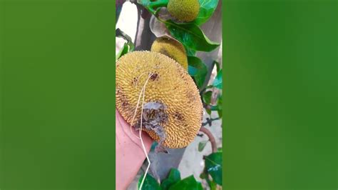 Very Small Jackfruit Cut And Eat 🤤 Freshfruit Shots Jackfruit