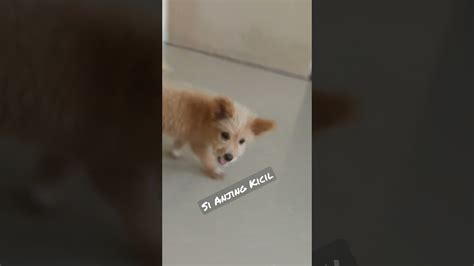 Anjing Kecil Youtube