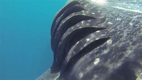 Whale Shark Gills During Surface Feeding YouTube