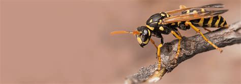 Black Wasps With Yellow Stripes