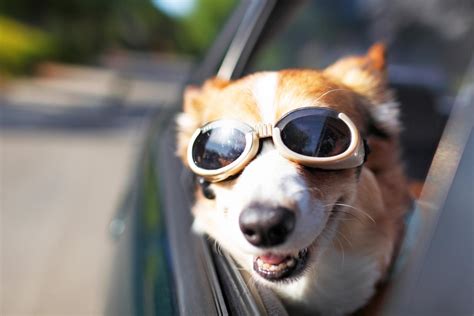 Does Your Dog Need Dog Goggles Lovetoknow