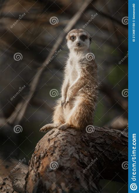 A Cheerful And Vigilant Self Confident Little Meerkat Animal With Stock