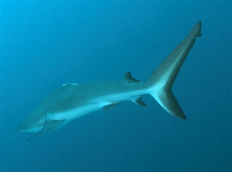 Sharks With Missing Dorsal Fins Spotted In Palaus Shark Sanctuary