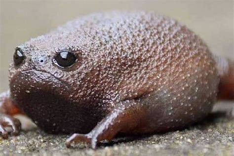 I Want To Buy A Rain Frog Rnetherlands
