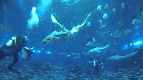 Singapore Sea Aquarium Main Enclosure At Sentosa 2014