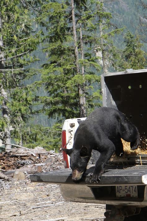 black bear rehab northern lights wildlife society