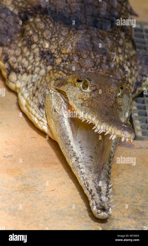 Saltwater Crocodile Estuarine Crocodile Stock Photo Alamy