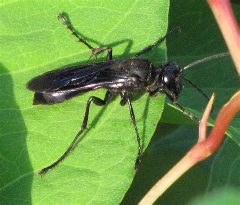 Bug Eric: Wasp Wednesday: Great Black Wasp