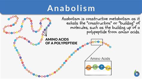 Anabolism Definition And Examples Biology Online Dictionary
