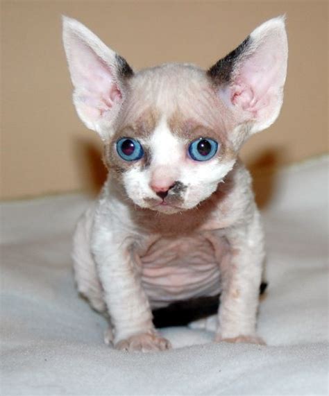 Devon Rex Cats Devon Rex Kittens Rex Cats