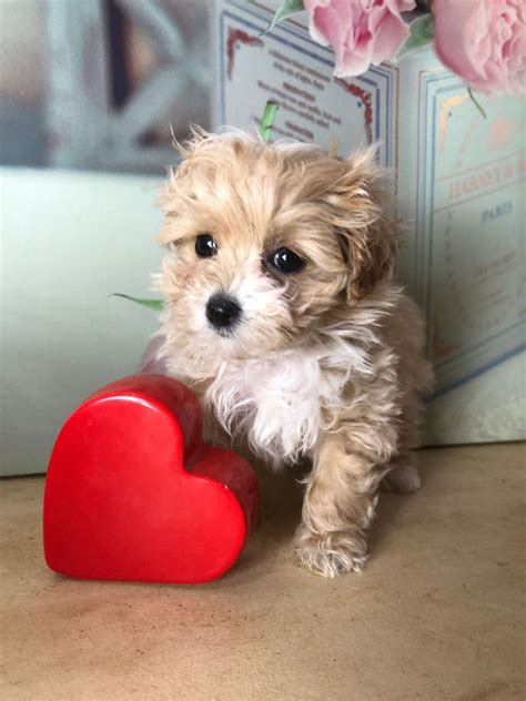 As you can see from any picture of maltipoo puppy or dogs here, no 1 is alike, just like snowflakes! Maltipoo Puppies For Sale | Pittsburgh, PA #295819