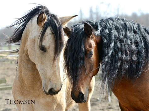 Mehr … links auf diese seite. Startseite - spanische-pferde-deutschls Webseite! | Horses ...