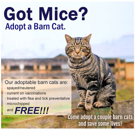 Adoptable Barn Cats Shenandoah Valley Animal Services Center