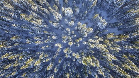 Aerial Photography Of Pine Trees Covered By Snow Hd Wallpaper