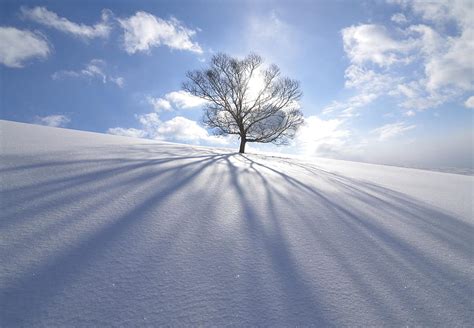 Winter Nature Trees Snow Tree Earth Lonely Tree Hd Wallpaper