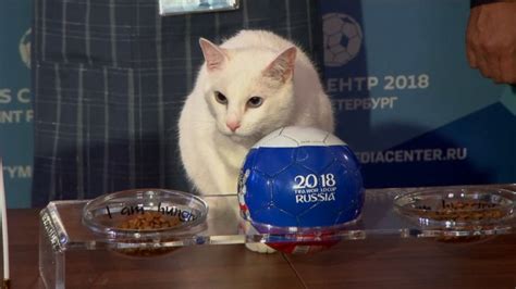 video achilles the cat becomes official soothsayer for russian world