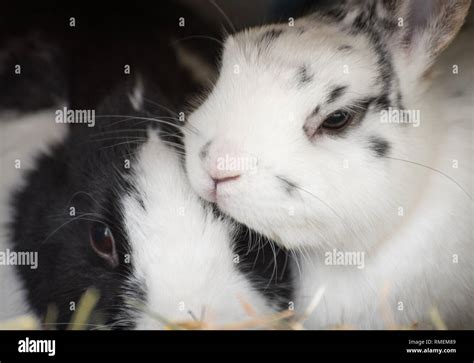 Sleepy Bunny Rabbit Hi Res Stock Photography And Images Alamy