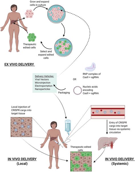 Frontiers Crispr Gene Therapy Applications Limitations And Implications For The Future